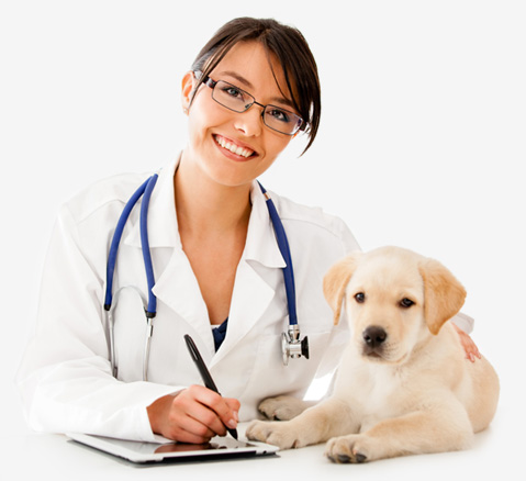 Vet-with-dog-01