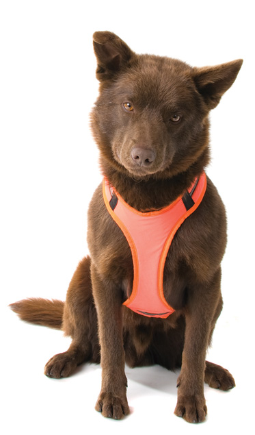 australian kelpie cross labrador