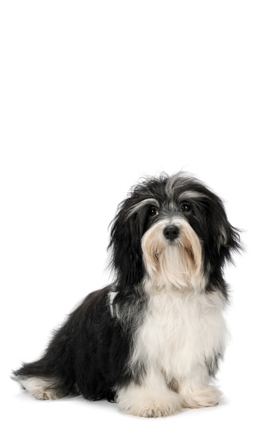 are bones easily digested by a havanese
