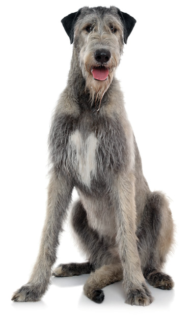 wolfhound x ridgeback