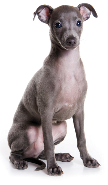 are bones easily digested by a italian greyhound