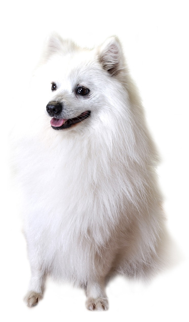 does the japanese spitz have infectious disease