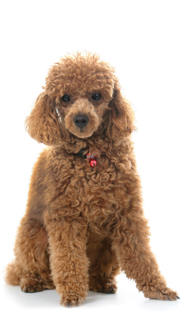 toy poodle x